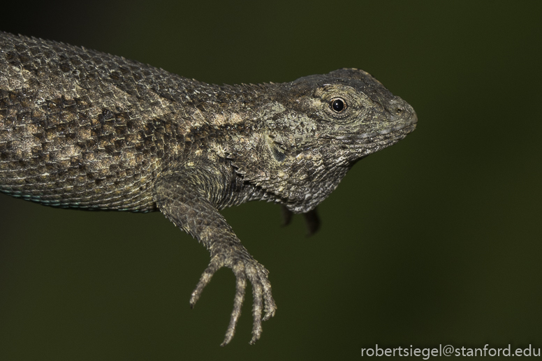 stanford bioblitz2019